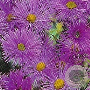 Erigeron 'Dunkelste Aller' GM P9