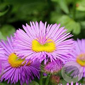Erigeron 'Dunkelste Aller' GM P9