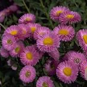 Erigeron 'Schwarzes Meer' GM P9