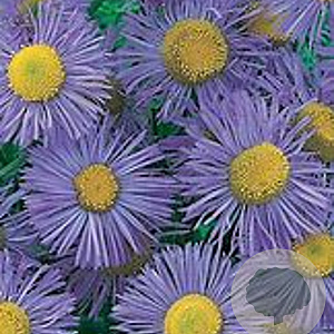 Erigeron speciosus 'Grandiflorus' GM P9