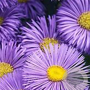 Erigeron 'Strahlenmeer' GM P9