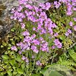 Erinus alpinus GM P9