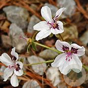 Erodium guttatum GM P9