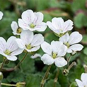 Erodium reichardii 'Album' GM P9