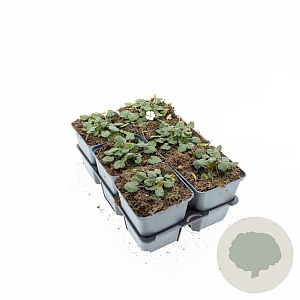 Erodium reichardii 'Album' GM P9