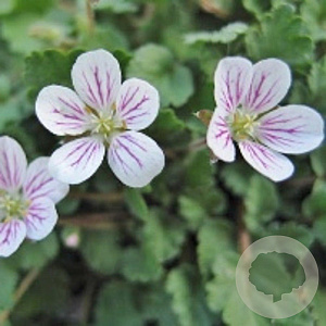 Erodium reichardii 'Album' GM P9