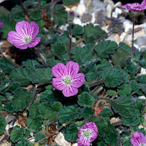 Erodium variabile 'Roseum' GM P9