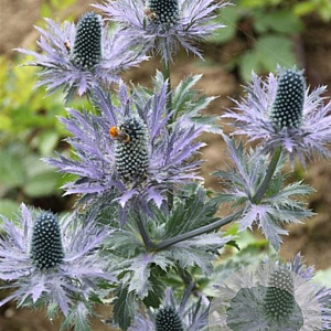 Eryngium alpinum 'Blue Star' GM P9