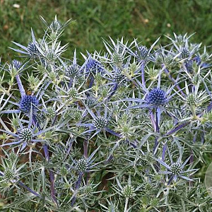 Eryngium amethystinum GM P9