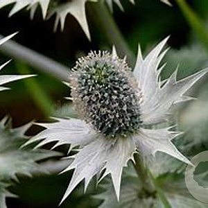 Eryngium giganteum GM P9