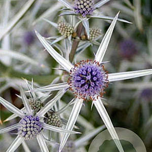 Eryngium variifolium GM P9