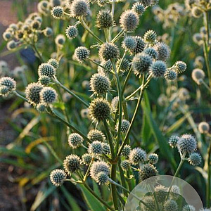 Eryngium yuccifolium GM P9
