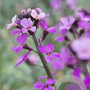 Erysimum 'Bowles' Mauve' GM P9