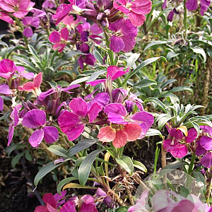 Erysimum 'Constant Cheer' GM P9