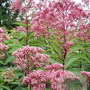 Eupatorium maculatum GM P9