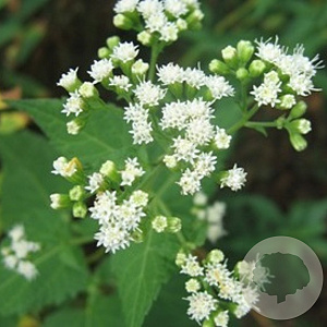 Eupatorium rugosum GM P9