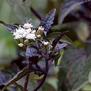 Eupatorium rugosum 'Chocolate' GM P9