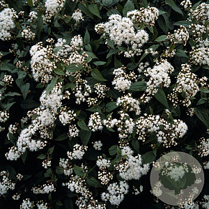 Eupatorium rugosum 'Chocolate' GM P9