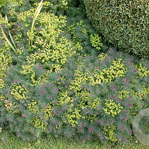 Euphorbia cyparissias GM P9