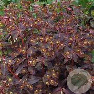 Euphorbia dulcis 'Chameleon' GM P9