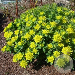 Euphorbia polychroma 'Senior' GM P9