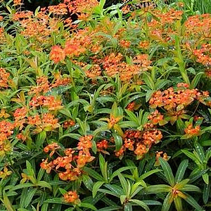 Euphorbia griffithii 'Dixter' GM P9