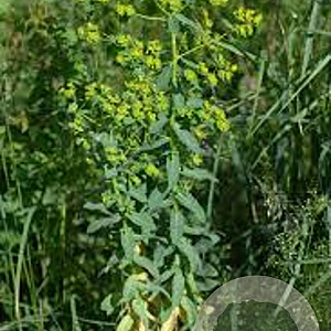 Euphorbia lathyris GM P9