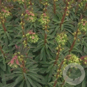 Euphorbia martini GM P9