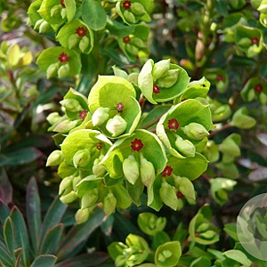 Euphorbia martini 'Kolibri' GM P9