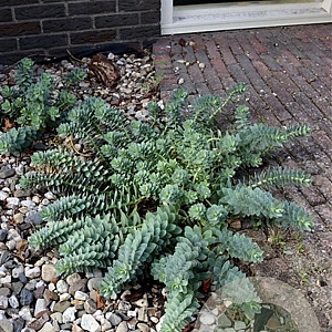 Euphorbia myrsinites GM P9