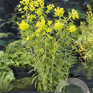 Euphorbia palustris GM P9