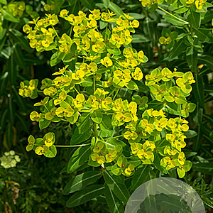Euphorbia wallichii GM P9