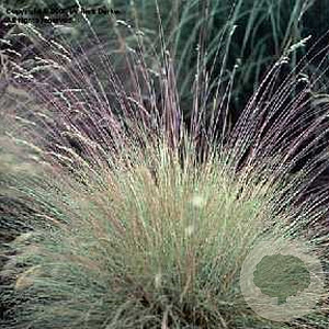 Festuca amethystina GM P9