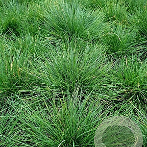 Festuca gautieri GM P9