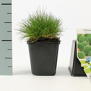 Festuca gautieri GM P9