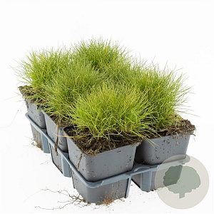 Festuca gautieri 'Pic Carlit' GM P9