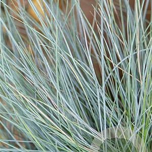 Festuca glauca GM P9
