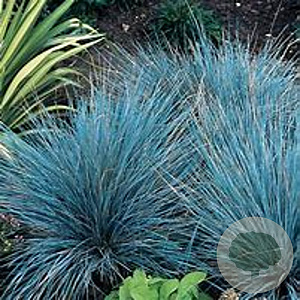 Festuca glauca 'Azurit' GM P9