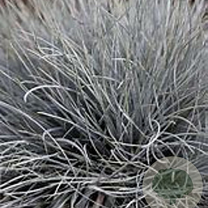 Festuca glauca 'Eisvogel' GM P9