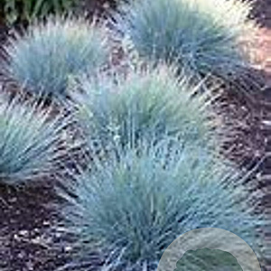 Festuca glauca Intense Blue GM P9