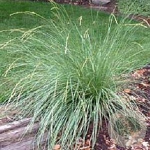 Festuca mairei GM P9
