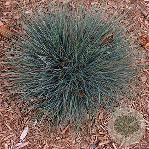 Festuca ovina GM P9
