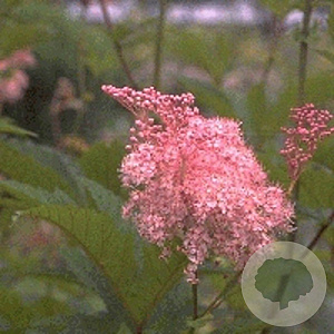 Filipendula r. 'Venusta' GM P9