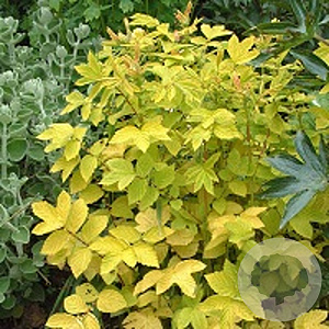 Filipendula ulmaria 'Aurea' GM P9