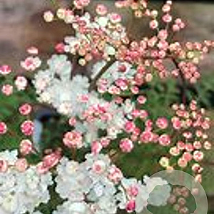 Filipendula vulgaris 'Multiplex' GM P9
