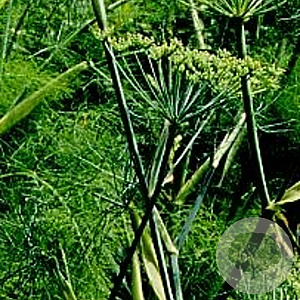 Foeniculum vulgare GM P9
