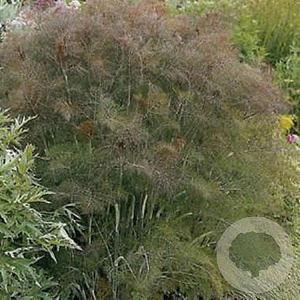 Foeniculum vulgare 'Giant Bronze' GM P9
