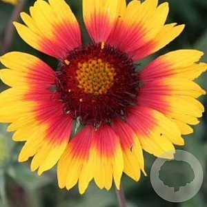 Gaillardia 'Bremen' GM P9