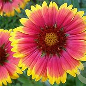 Gaillardia 'Bremen' GM P9