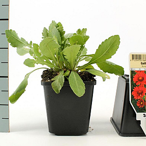 Gaillardia 'Burgunder' GM P9